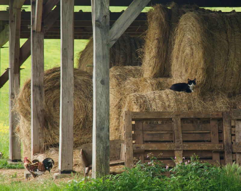 Pole Barn Framing detail